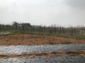 #4: Looking west, a big apple orchard was getting ready for a new season.