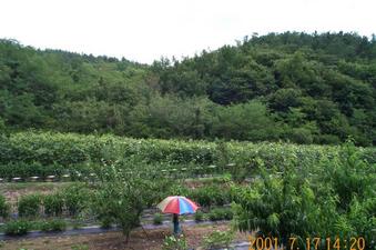 #1: Looking east; about 20 meters into this orchard is the confluence point.