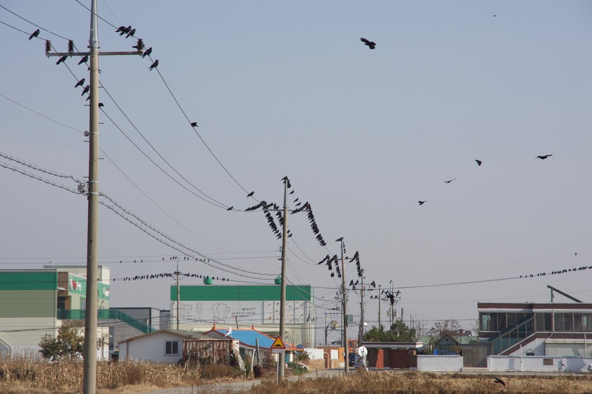 Birds clustered on power lines, near the point