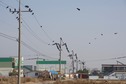 #8: Birds clustered on power lines, near the point