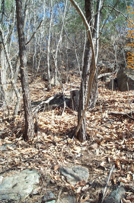 Looking north; about 70 meters into this forest is the confluence point.