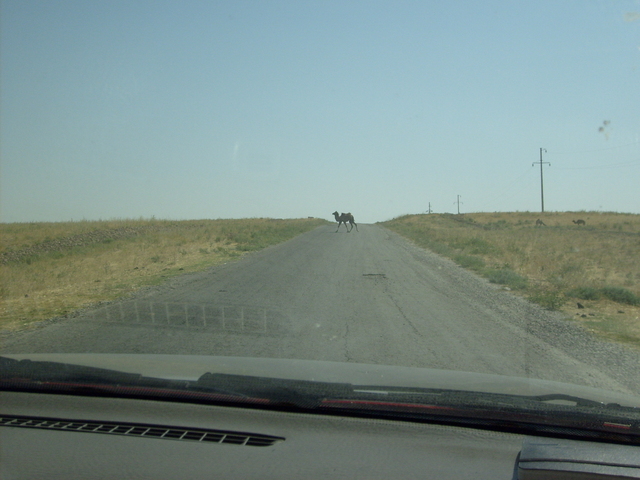 A camel crossing the road near Shanaq