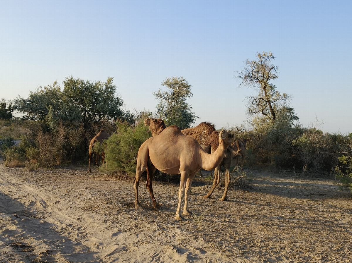 Camels