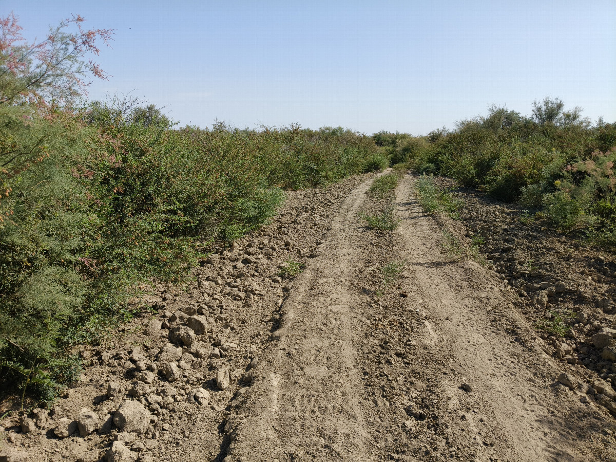 Walking path