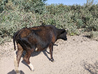 #10: Cow