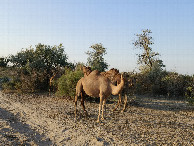 #11: Camels