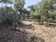#7: Trees