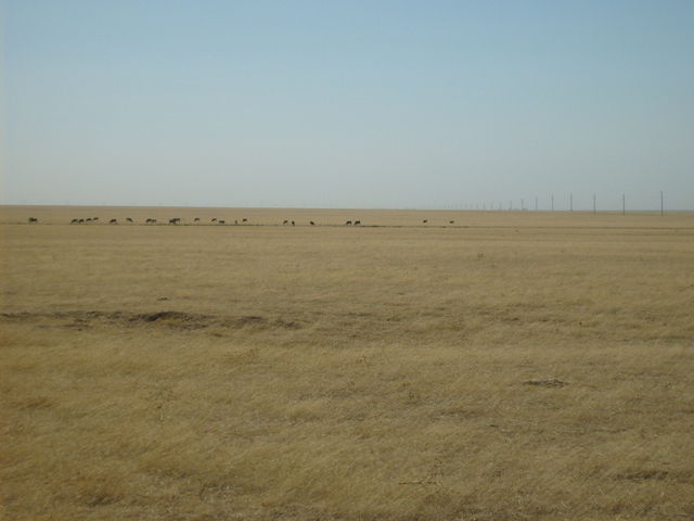 Some cows, utility poles and the endless monotonous landscape