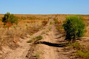 #10: Tracks crossing open aerea of Muyunkum desert