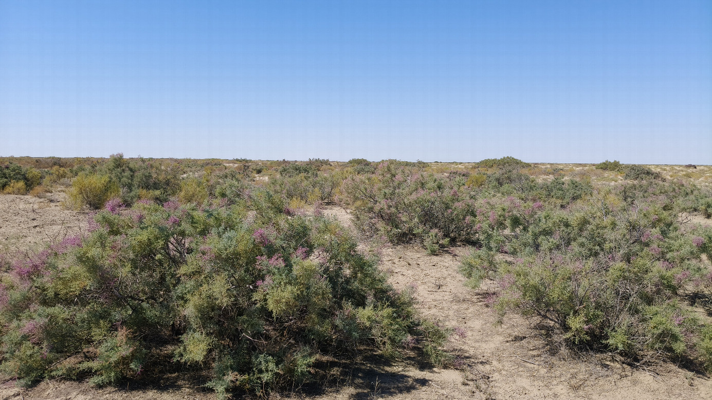 West view (here was Aral sea)