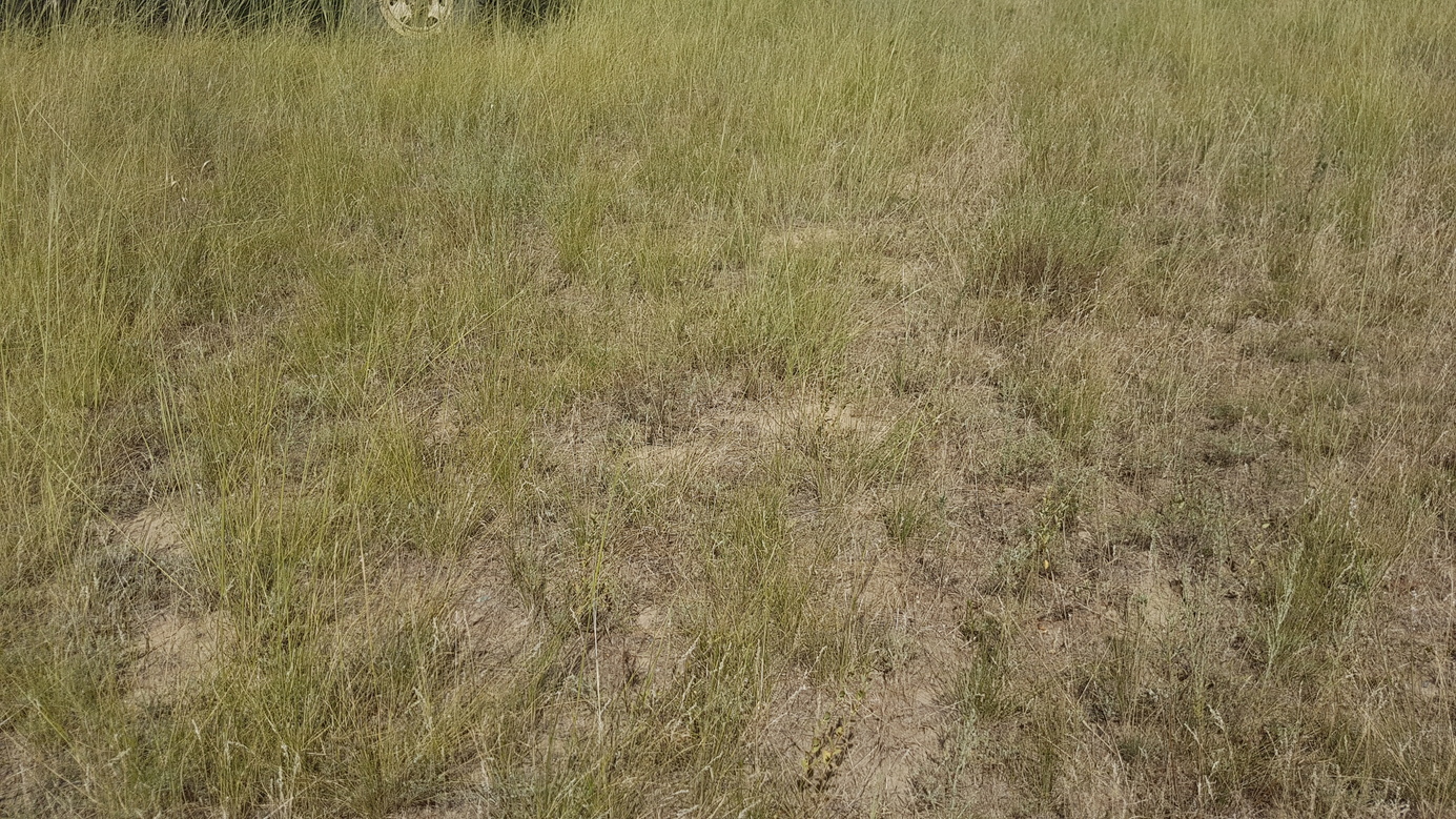 Dry grassland at confluence