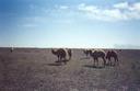 #8: Camel Herd