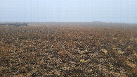 #7: Местный пейзаж / Local landscape