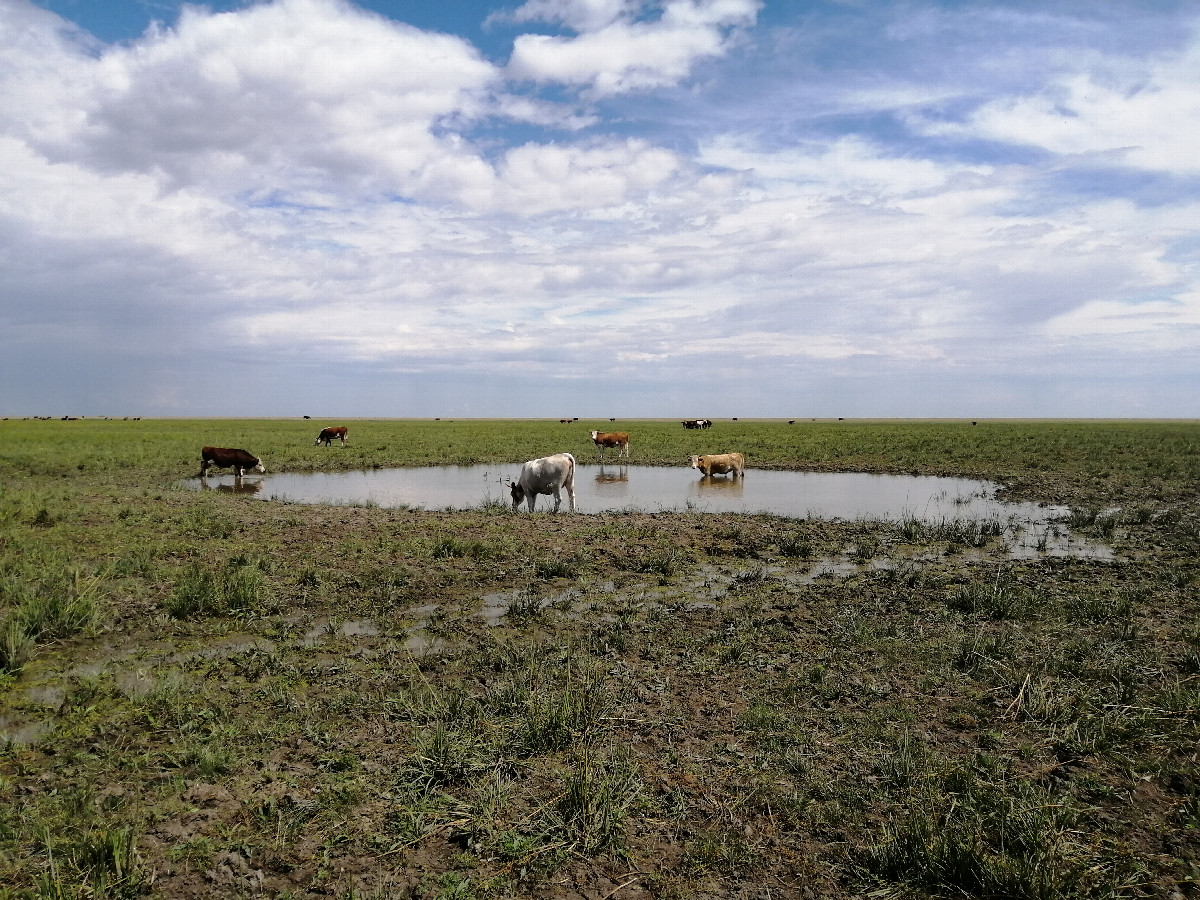 Cows are resting in the swamp