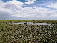 #8: Cows are resting in the swamp