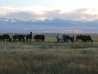 #8: Herd of horses near the confluence