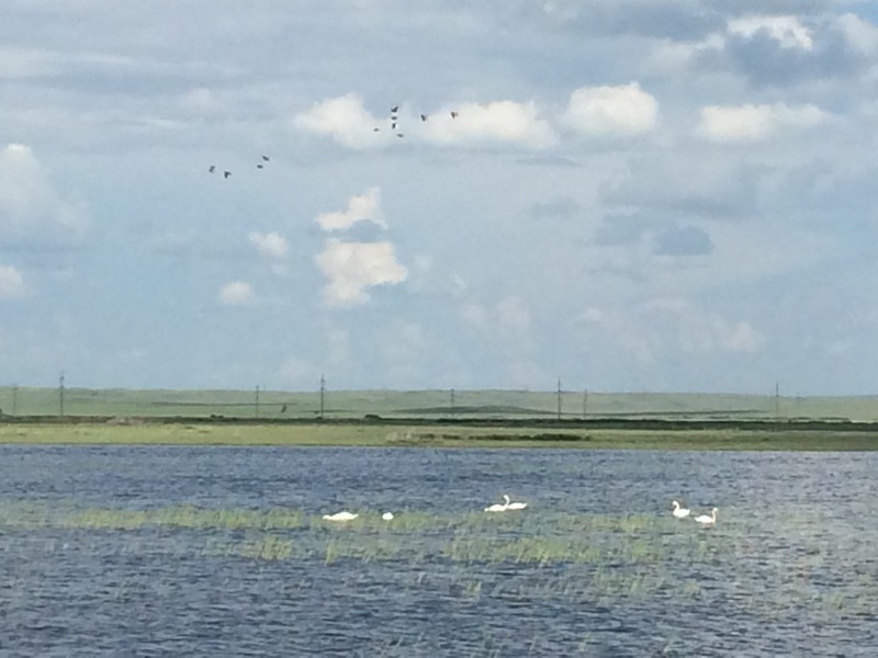 Лебеди, вдоль затопленной трассы / Swans along the flooded road