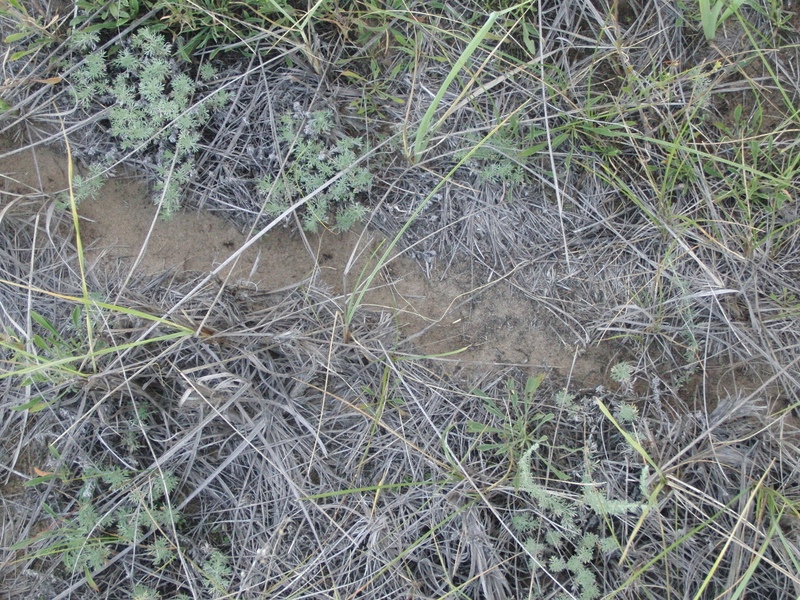Ant trail at the confluence