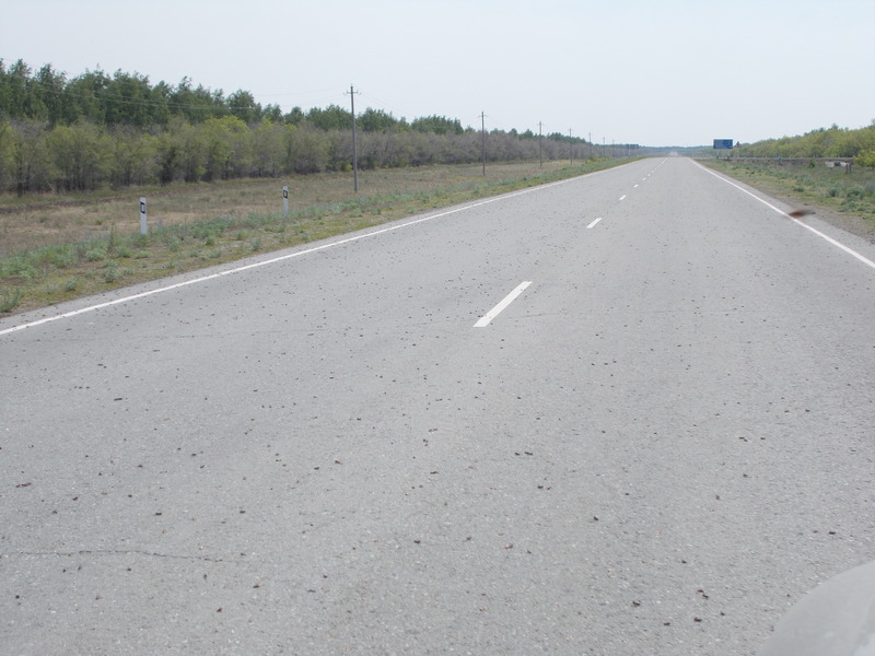 На дороге саранча/Locust on the road