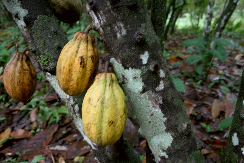 Cocoa serves as provisions