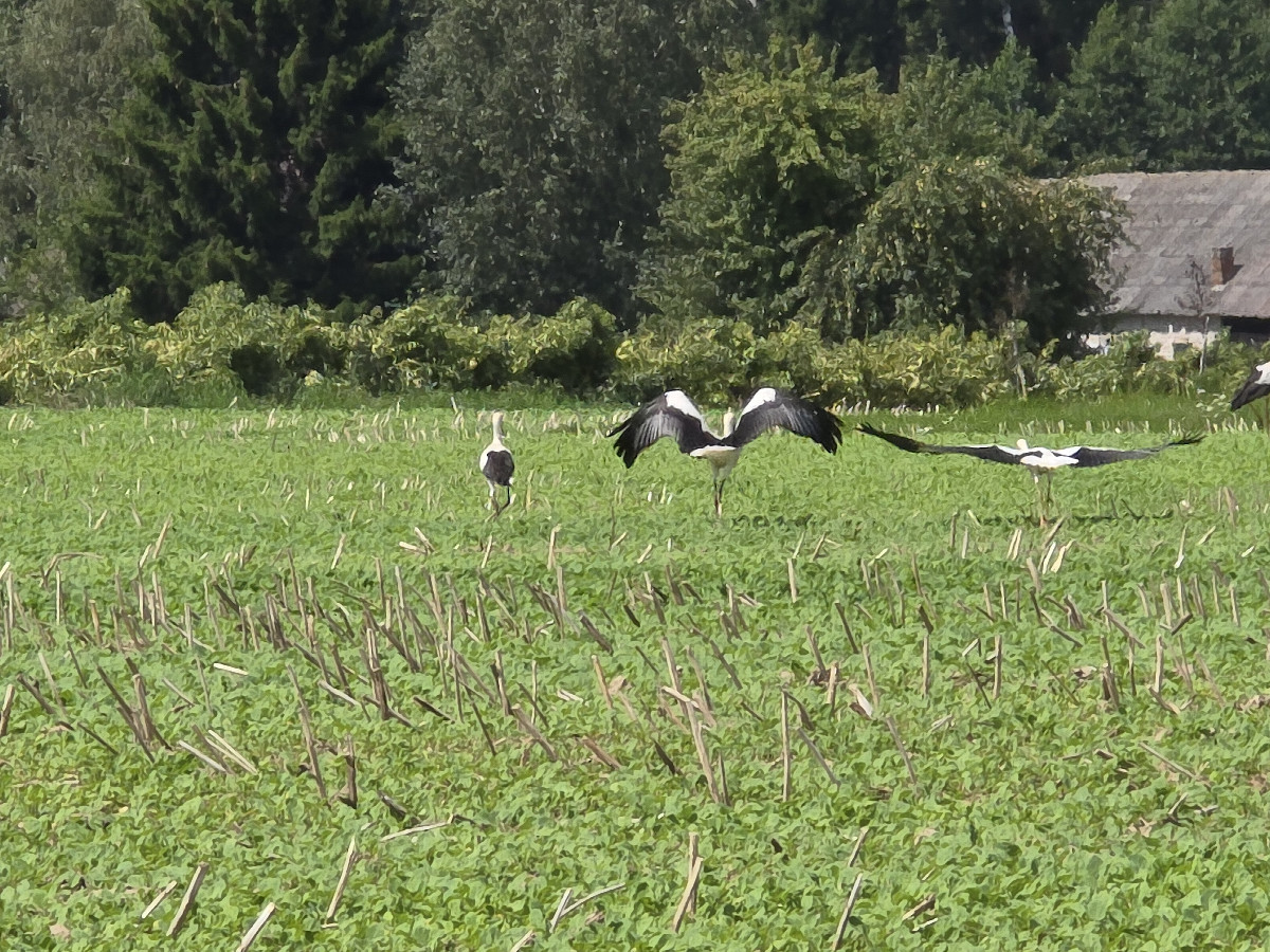 Storks