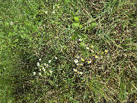 #9: More small flowers in the field