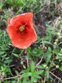 #7: These red poppies (and other wildflowers) were scattered around the field
