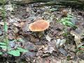 #3: Best of all mushrooms what you can find in Latvian forests.