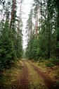 #5: The forest road, 500m to CP