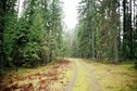 #6: The forest road, 300m to CP