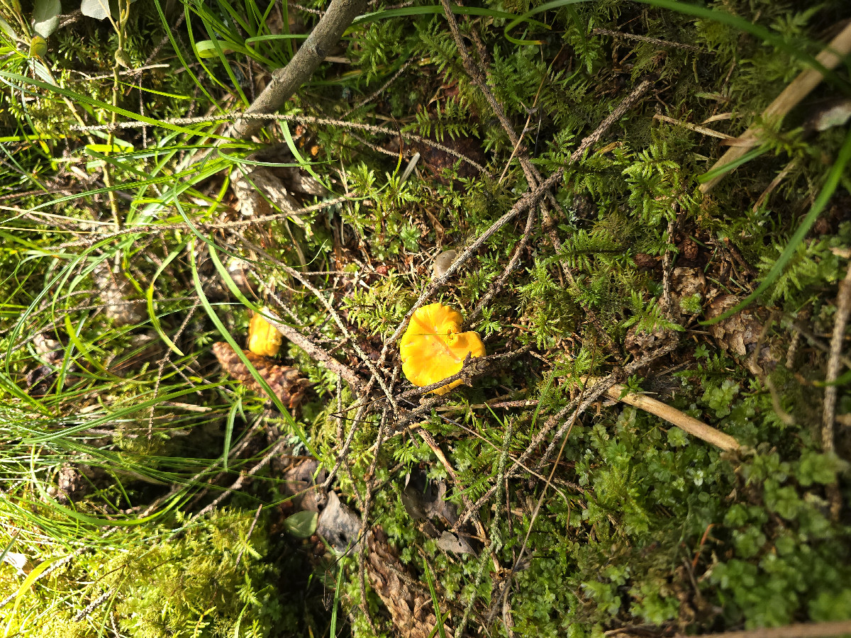 Chantarelles