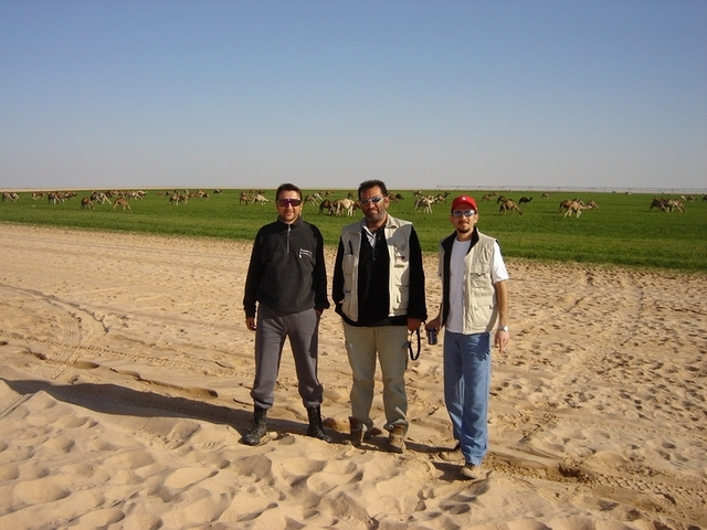 At a camel grazing ground in the desert