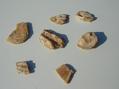 #7: Mollusk shell fragments found at 31N 12E