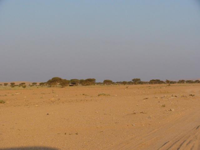 Acacias in the desert