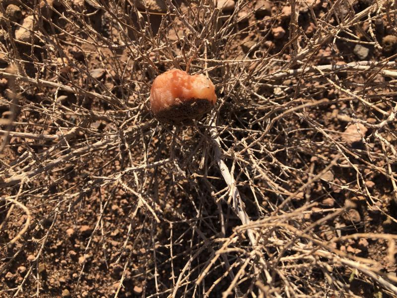 Am CP - Close-up of the CP