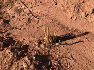 #6: Am CP - Area at the CP