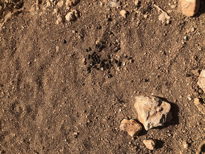 Am CP - Close-up of the CP