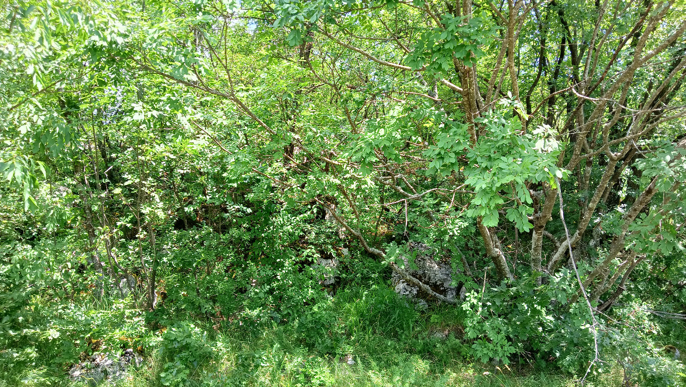 East view, towards exact spot in bushes