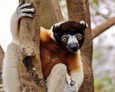 #9: A lemur in Lemurs Park
