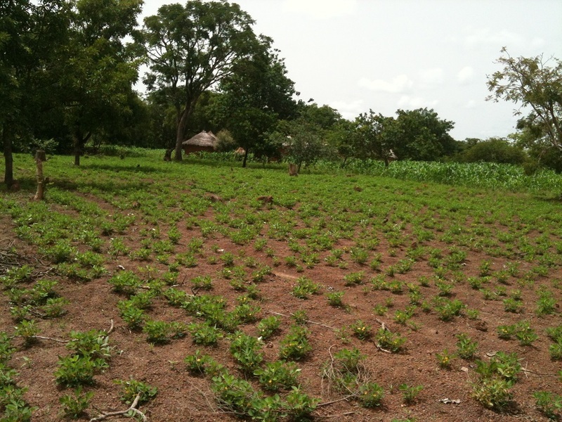 View of Mr. Diarra's field