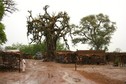 #9: Baobab at the entrance of Sénou