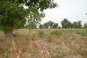 #2: Millet field eastwards