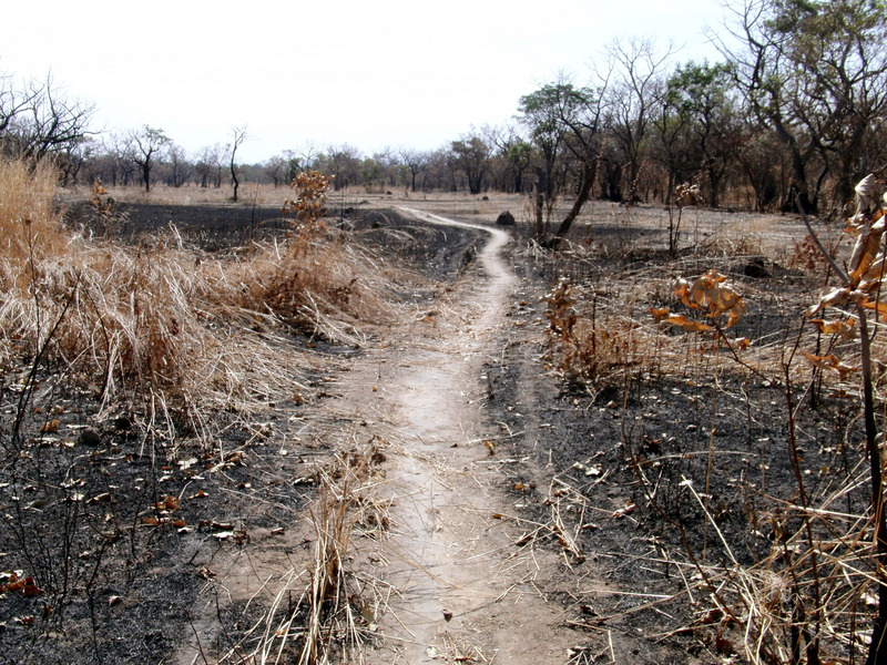 Path through burned shrub forest plain