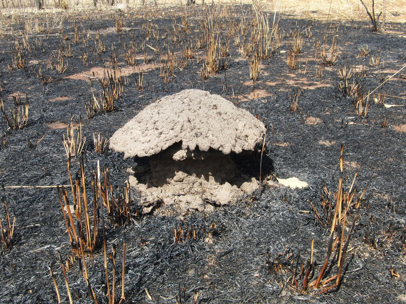 Termite hill at the burned shrub forest plain