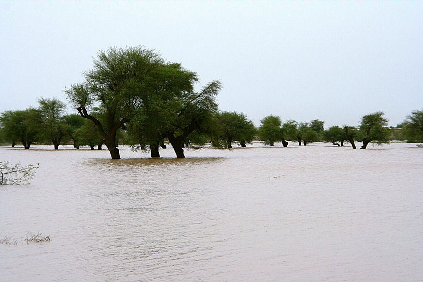 Flooded forest of acacias