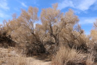 #7: Tree in Gobi desert
