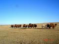 #2: Camels near by