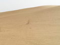 #2: Looking east: dune