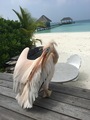 #7: Pelican Aisha on Maaga Island (4.8 km from CP)