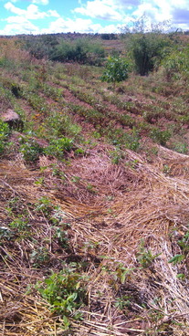 #1: Groundnut field at the point looking south